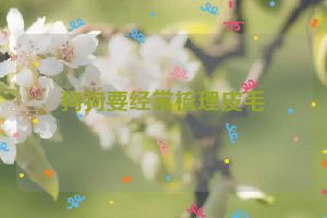 狗狗要经常梳理皮毛