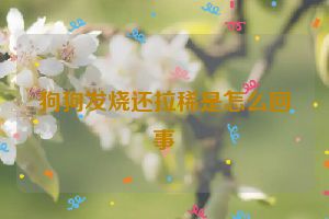 狗狗发烧还拉稀是怎么回事