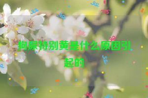 狗尿特别黄是什么原因引起的