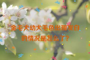 金毛犬幼犬毛色出现发白的情况是怎么了？