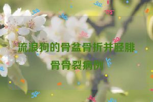 流浪狗的骨盆骨折并胫腓骨骨裂病例