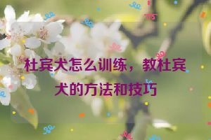 杜宾犬怎么训练，教杜宾犬的方法和技巧