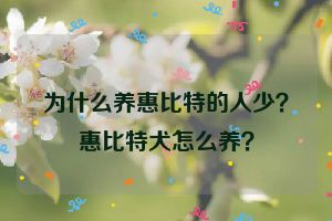 为什么养惠比特的人少？惠比特犬怎么养？