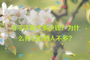 马尔济斯犬多少钱？为什么养它们的人不多？