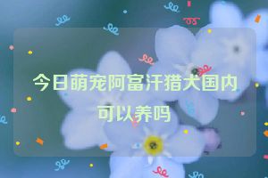 今日萌宠阿富汗猎犬国内可以养吗