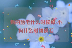 狗的胎毛什么时候掉-小狗什么时候换毛