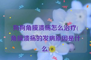 狗狗角膜溃疡怎么治疗(角膜溃疡的发病原因是什么)