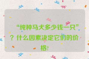 “纯种马犬多少钱一只”？什么因素决定它们的价格?