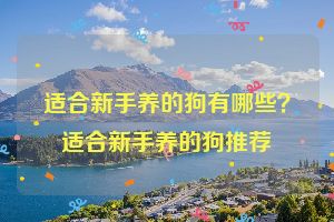 适合新手养的狗有哪些？适合新手养的狗推荐