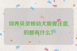 饲养贝灵顿幼犬需要注意的都有什么？