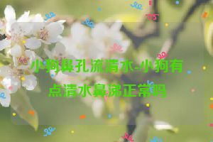 小狗鼻孔流清水-小狗有点清水鼻涕正常吗