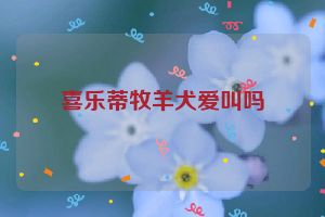 喜乐蒂牧羊犬爱叫吗