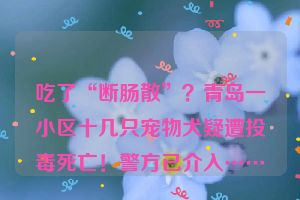 吃了“断肠散”？青岛一小区十几只宠物犬疑遭投毒死亡！警方已介入……