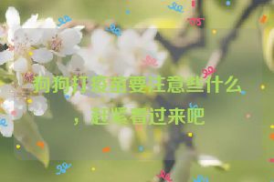 狗狗打疫苗要注意些什么，赶紧看过来吧