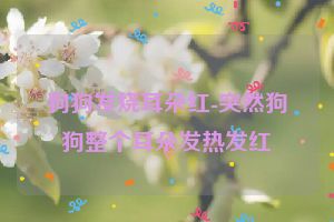 狗狗发烧耳朵红-突然狗狗整个耳朵发热发红