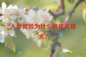 人类试验为什么选择比格犬？