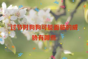 过节时狗狗可能面临的威胁有哪些