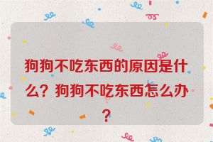 狗狗不吃东西的原因是什么？狗狗不吃东西怎么办？