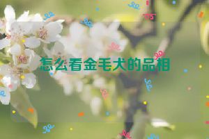 怎么看金毛犬的品相