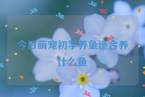 今日萌宠初学养鱼适合养什么鱼