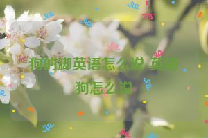 狗的脚英语怎么说-英语狗怎么说