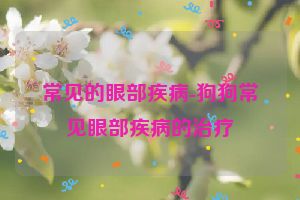 常见的眼部疾病-狗狗常见眼部疾病的治疗