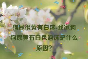 狗尿很黄有白沫-我家狗狗尿黄有白色泡沫是什么原因？