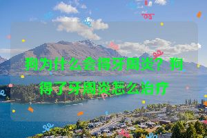 狗为什么会得牙周炎？狗得了牙周炎怎么治疗