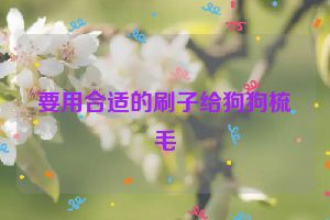 要用合适的刷子给狗狗梳毛