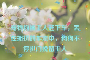 宠物狗被主人赶下车，丢在拥挤的车流中，狗狗不停扒门挽留主人