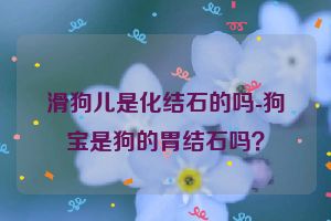 滑狗儿是化结石的吗-狗宝是狗的胃结石吗？