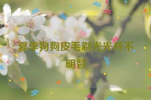 夏季狗狗皮毛剃光光并不明智