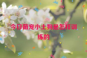 今日萌宠小土狗是怎样训练的