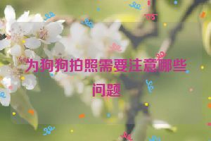 为狗狗拍照需要注意哪些问题