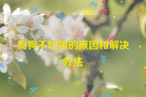 狗狗不吃饭的原因和解决办法