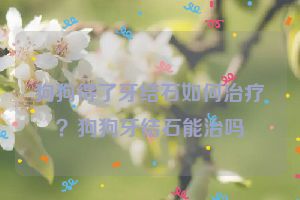 狗狗得了牙结石如何治疗？狗狗牙结石能治吗