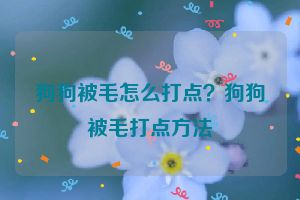 狗狗被毛怎么打点？狗狗被毛打点方法