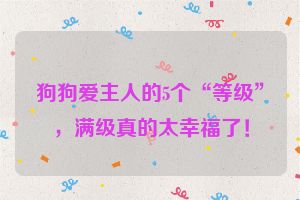 狗狗爱主人的5个“等级”,满级真的太幸福了!