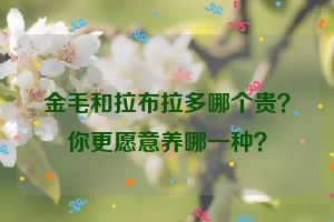 金毛和拉布拉多哪个贵？你更愿意养哪一种？