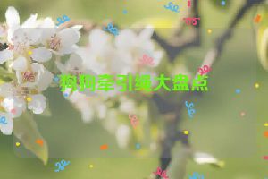 狗狗牵引绳大盘点