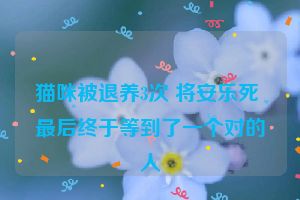 猫咪被退养3次 将安乐死 最后终于等到了一个对的人