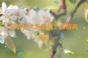 史宾格犬怎么样？智商高吗？