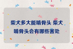 柴犬多大能啃骨头 柴犬啃骨头会有哪些害处