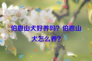 伯恩山犬好养吗？伯恩山犬怎么养？