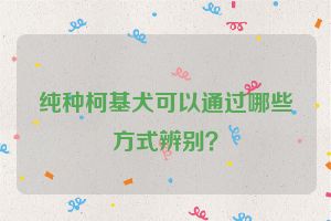 纯种柯基犬可以通过哪些方式辨别？