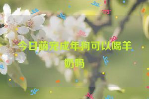 今日萌宠成年狗可以喝羊奶吗