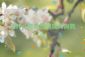 为什么要给雪纳瑞狗狗剪耳