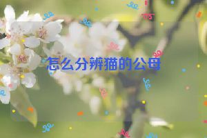 怎么分辨猫的公母