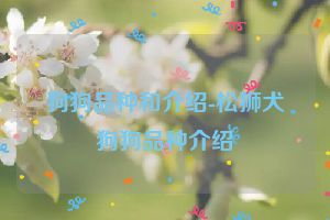 狗狗品种和介绍-松狮犬狗狗品种介绍