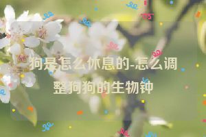 狗是怎么休息的-怎么调整狗狗的生物钟